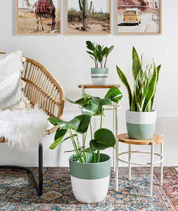 Monstera - Ansel & Ivy. Golden Snake Plant. Boho plant styling, indoor potted plants.