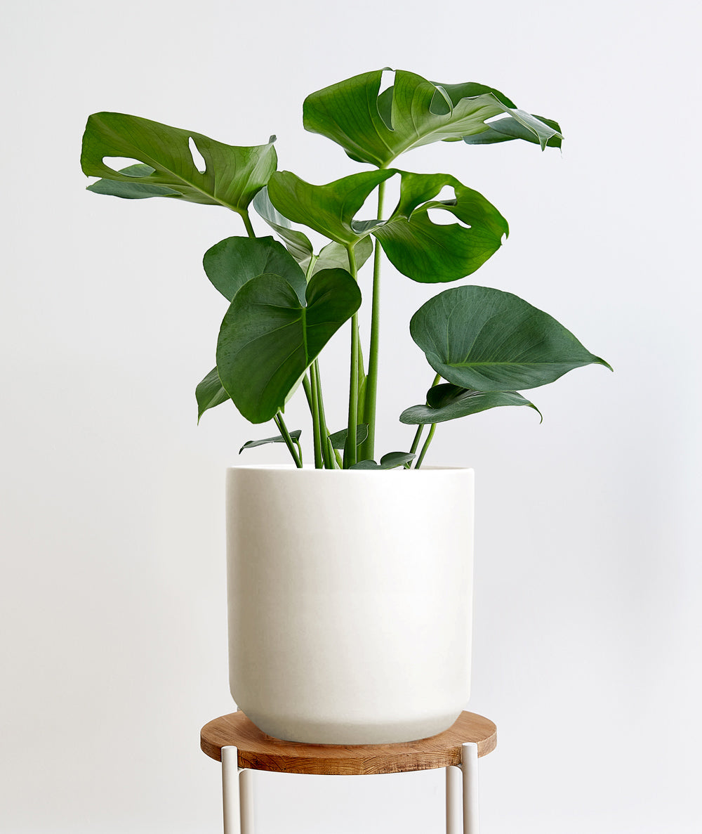 Monstera