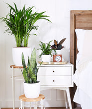 Load image into Gallery viewer, the best plants for your bedroom. nightstand with potted plants.