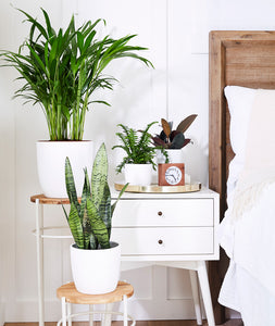 the best plants for your bedroom. nightstand with potted plants.