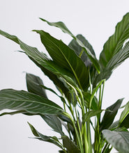 Load image into Gallery viewer, Peace Lily - Ansel & Ivy