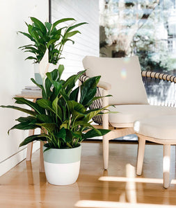 Peace Lily - Ansel & Ivy. premium houseplants. indoor plants decor.