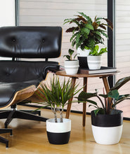 Load image into Gallery viewer, Ansel & Ivy premium houseplants. indoor plants decor. potted plants with black chair reading nook