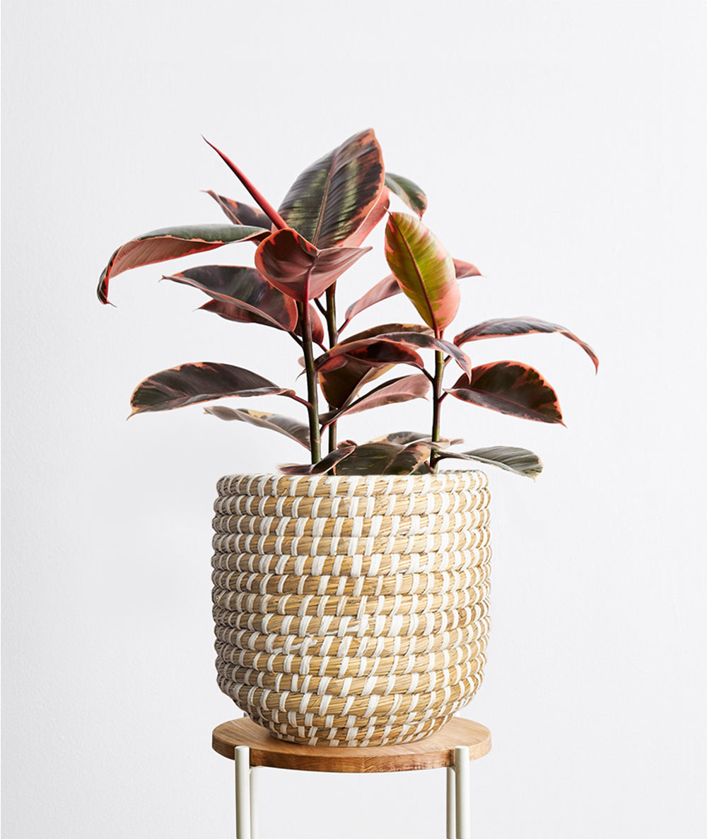 Ficus Ruby Rubber Tree with pink and red variegated leaves. Shop online and choose from pet-friendly, air-purifying, and easy-to-grow houseplants anyone can enjoy. Free shipping on orders $100+.