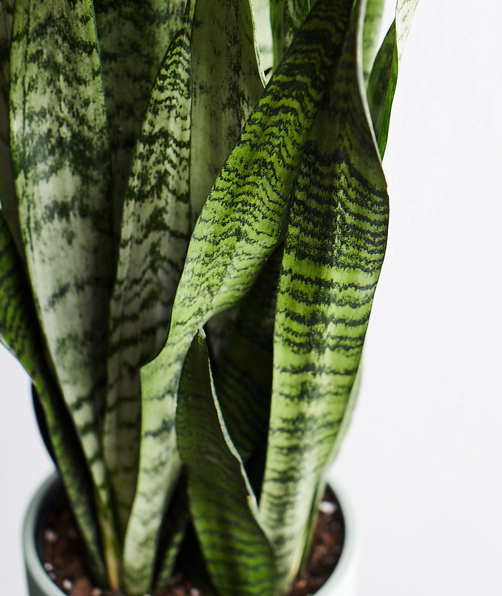 Snake Plant