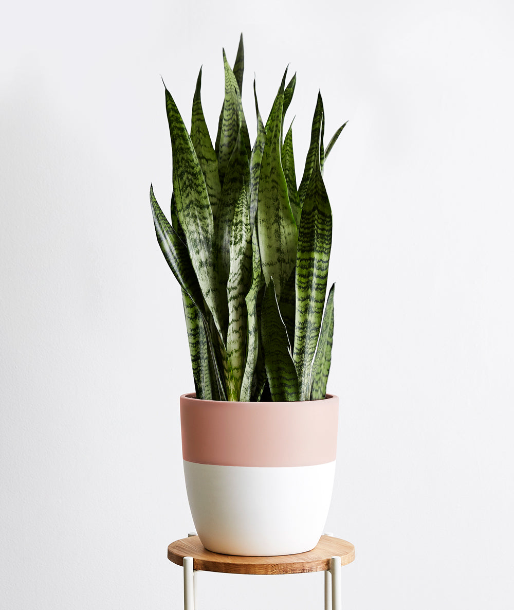 Snake Plant - Ansel & Ivy