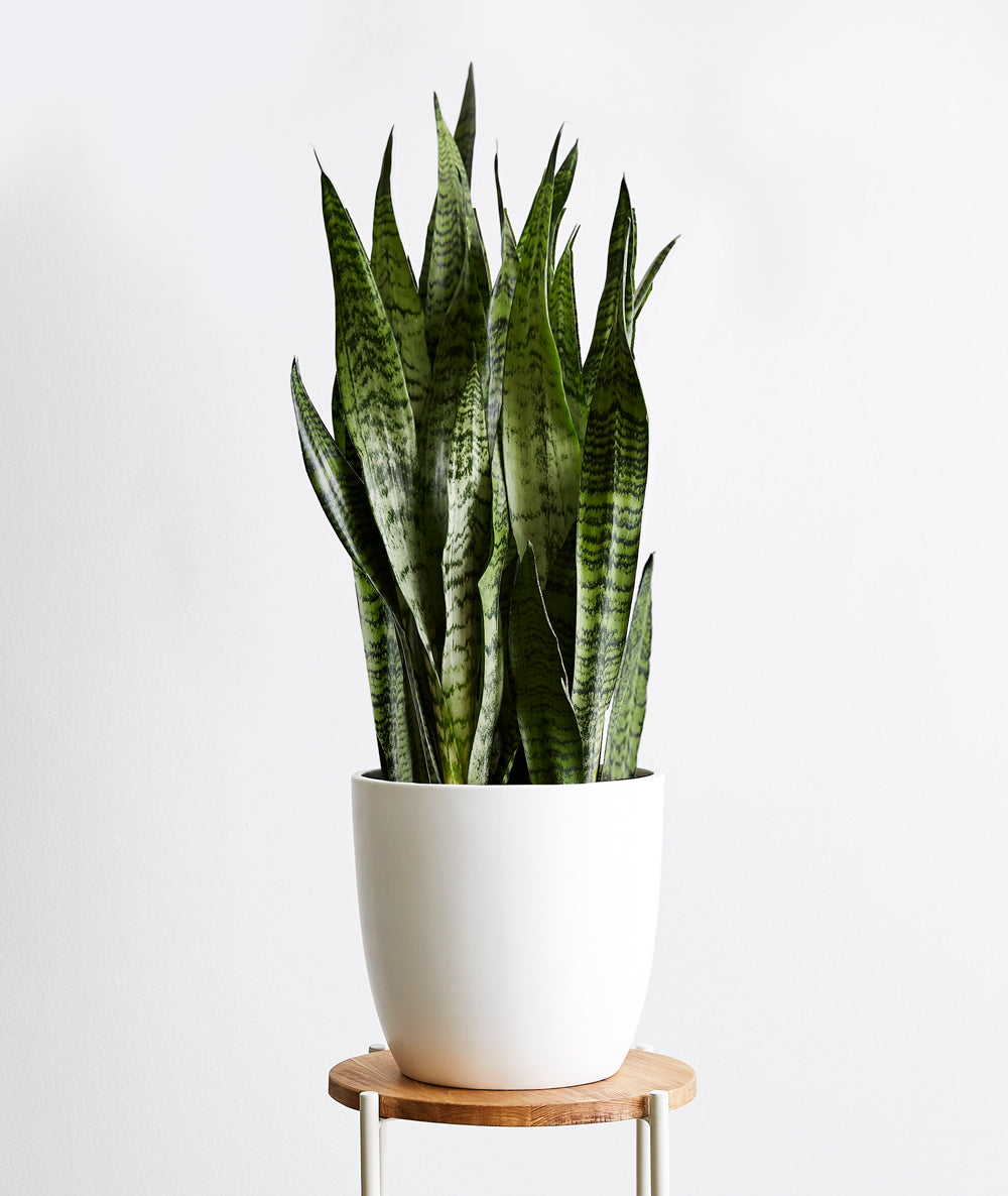 Sansevieria zeylanica, sansevieria laurentii houseplant. The best house plants for beginners. Shop online and choose from allergy-reducing, air-purifying, and easy-to-grow houseplants anyone can enjoy. Free shipping on orders $100+.