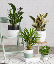 Load image into Gallery viewer, The best house plants for beginners. Shop for plants online.