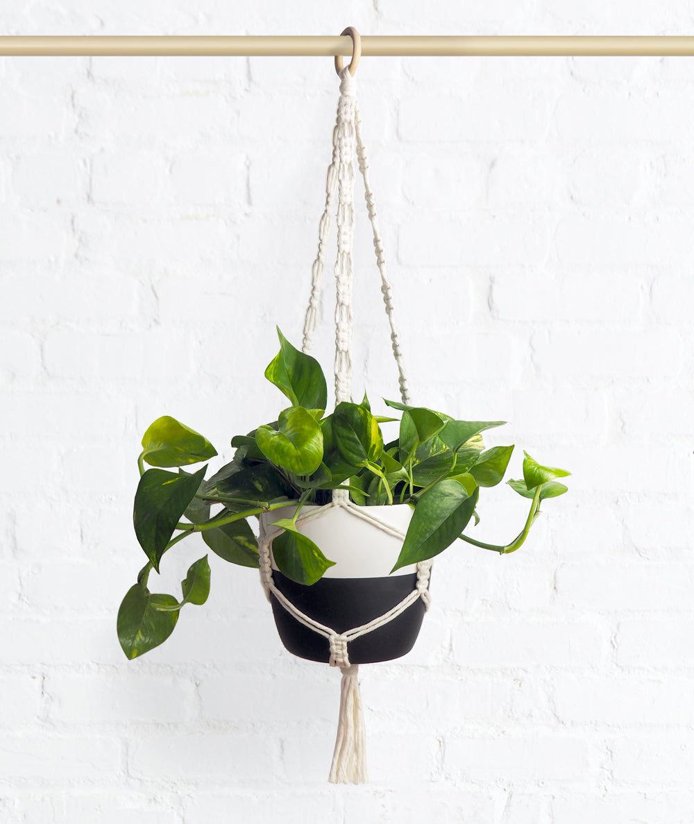 Handcrafted macramé plant hanger for indoor plants and trailing houseplants. Shop online and choose from easy-to-grow houseplants and premium plant care accessories. Free shipping on orders $100+. 