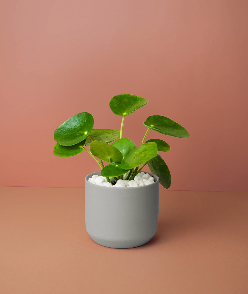 Mini Pilea Plant Kit