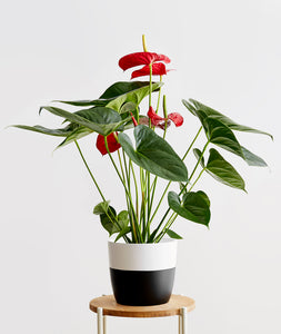 Red Anthurium - Ansel & Ivy