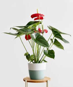 Red Anthurium - Ansel & Ivy