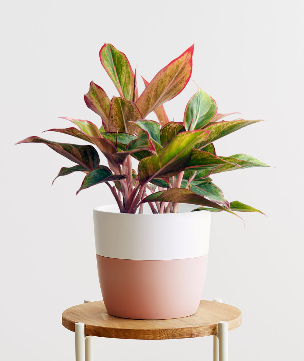 Aurora Aglaonema houseplants with pink leaves. Shop online and choose from low light, air-purifying, and easy-to-grow indoor plants anyone can enjoy. Free shipping on orders $100+.