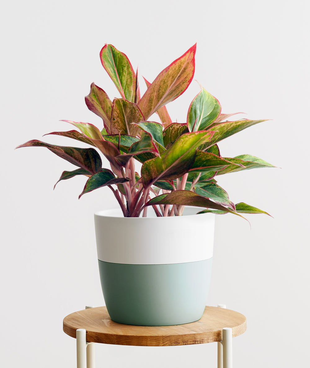 Aurora Aglaonema houseplant with pink leaves. Shop online and choose from low light, air-purifying, and easy-to-grow indoor plants anyone can enjoy. Free shipping on orders $100+.