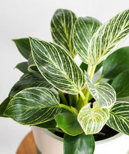 Load image into Gallery viewer, Birkin Philodendron houseplant with striped leaves. Shop online and choose from low-light, air-purifying, and easy-to-grow indoor plants anyone can enjoy. Free shipping on orders $100+.