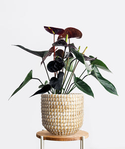 Black Love Anthurium