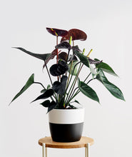Load image into Gallery viewer, Black Love Anthurium.