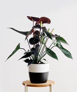 Black Love Anthurium.