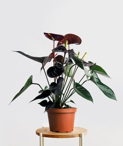 Black Love Anthurium