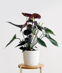 Black Love Anthurium.