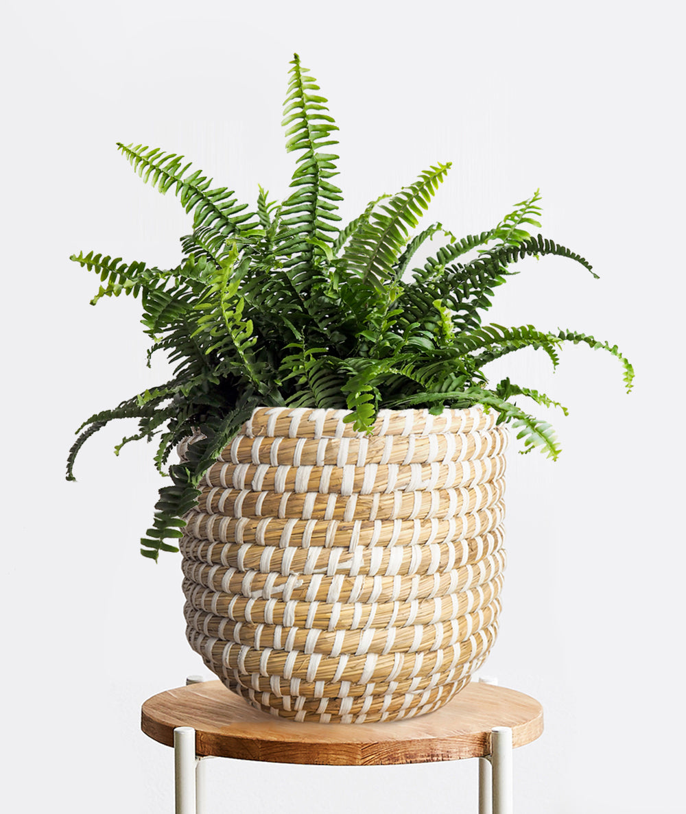 Boston Fern