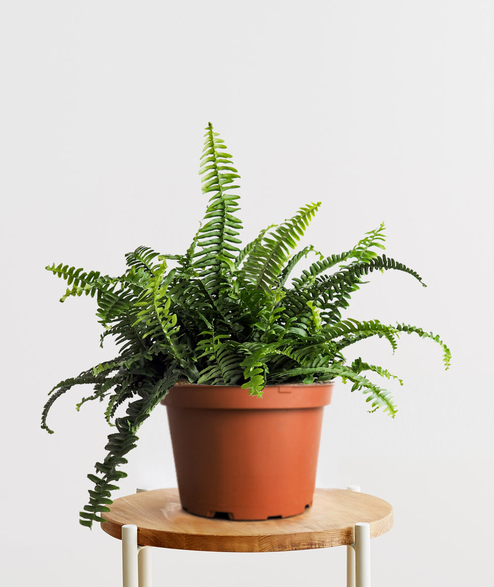 Boston Fern