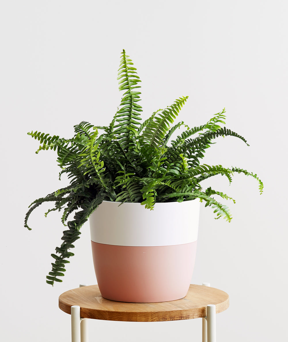 Boston Fern.