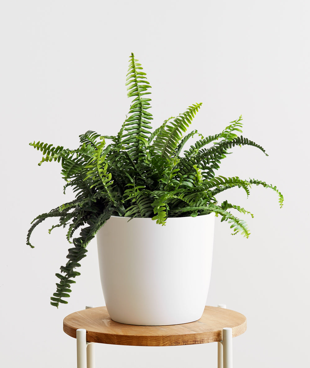 Boston Fern.