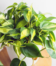 Load image into Gallery viewer, Brasil Philodendron.