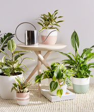 Load image into Gallery viewer, premium houseplants. indoor plants decor.