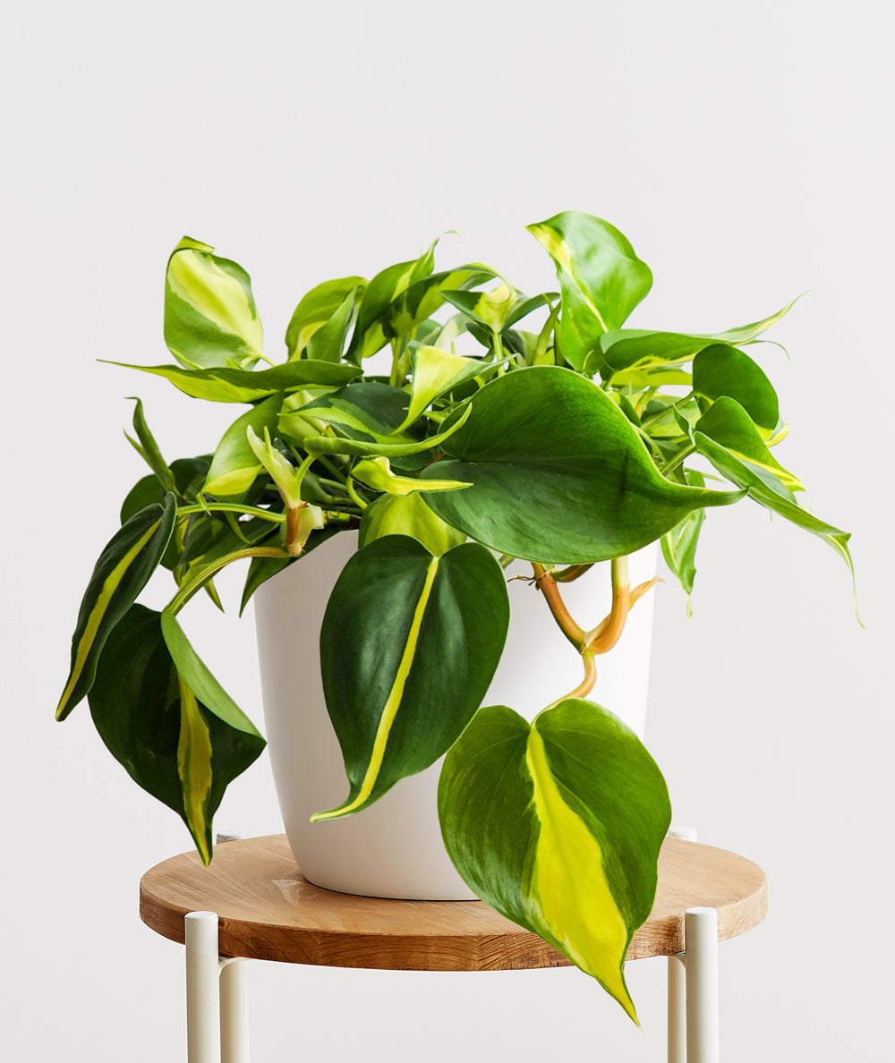 Brasil Philodendron.