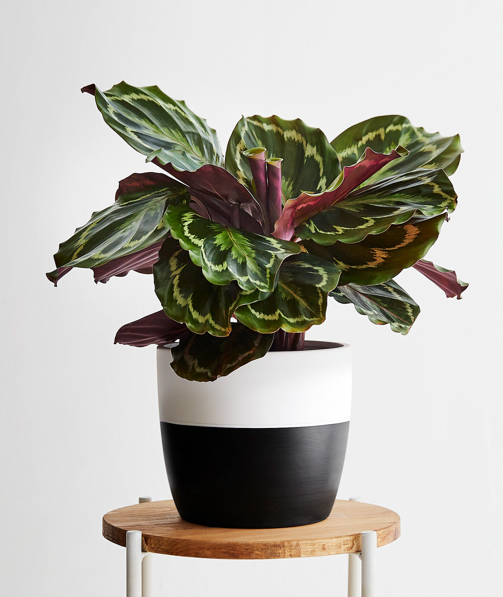 Calathea Medallion plant with purple leaves. Calathea houseplants are safe for cats and not toxic to dogs. Shop online and choose from pet-friendly, air-purifying, and easy-to-grow houseplants anyone can enjoy. Free shipping on orders $100+.