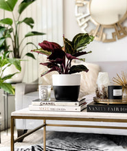 Load image into Gallery viewer, Calathea medallion plant in black pot on marble coffee table. Gold glam coffee table decor.