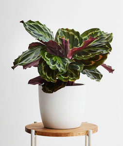 Calathea.