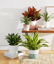 Load image into Gallery viewer, colorful plants and pots. indoor plants decor.