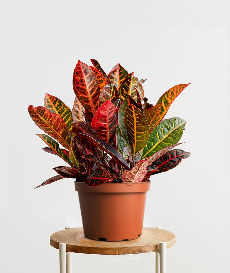 Croton Petra