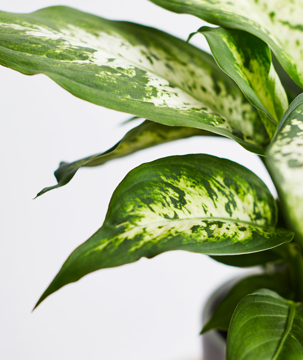 Dieffenbachia