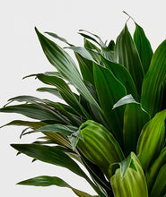 Load image into Gallery viewer, Dracaena.