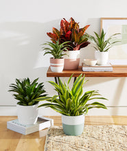 Load image into Gallery viewer, Bright, colorful plants and planters for home decor. Indoor plant styling. Decorating with plants.
