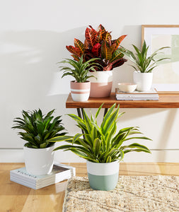Bright, colorful plants and planters for home decor. Indoor plant styling. Decorating with plants.