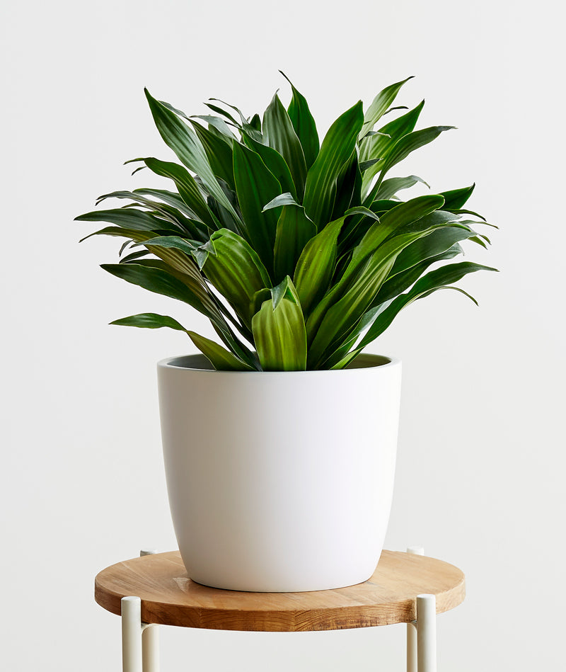 Dracaena