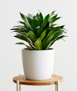 Dracaena fragrans houseplant. The best house plants for beginners. Shop online and choose from allergy-reducing, air-purifying, and easy-to-grow houseplants anyone can enjoy. Free shipping on orders $100+.