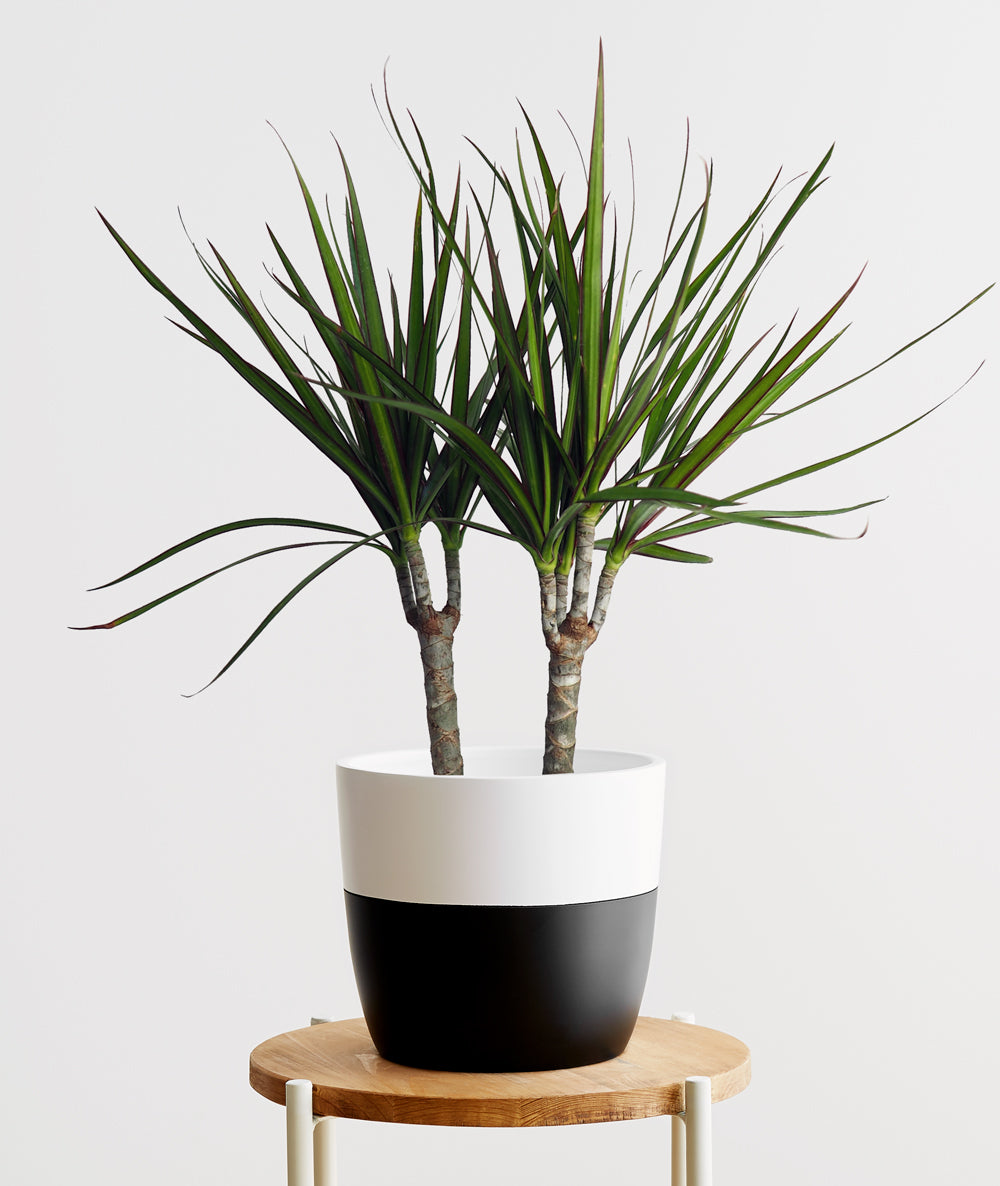 Dragon Tree, Dracaena marginata houseplant. The best house plants for beginners. Shop online and choose from allergy-reducing, air-purifying, and easy-to-grow houseplants anyone can enjoy. Free shipping on orders $100+.