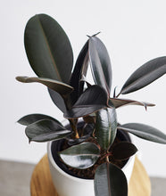 Load image into Gallery viewer, Ficus elastica Rubber Tree with dark burgundy leaves. Shop online and choose from pet-friendly, air-purifying, and easy-to-grow houseplants anyone can enjoy. Free shipping on orders $100+.