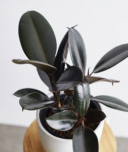 Ficus elastica Rubber Tree with dark burgundy leaves. Shop online and choose from pet-friendly, air-purifying, and easy-to-grow houseplants anyone can enjoy. Free shipping on orders $100+.