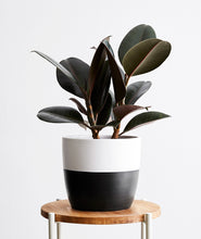 Load image into Gallery viewer, Ficus elastica Rubber Tree with dark burgundy leaves. Shop online and choose from pet-friendly, air-purifying, and easy-to-grow houseplants anyone can enjoy. Free shipping on orders $100+.