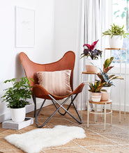 Load image into Gallery viewer, Potted plants for your reading nook. Ansel & Ivy premium houseplants. indoor plants decor.