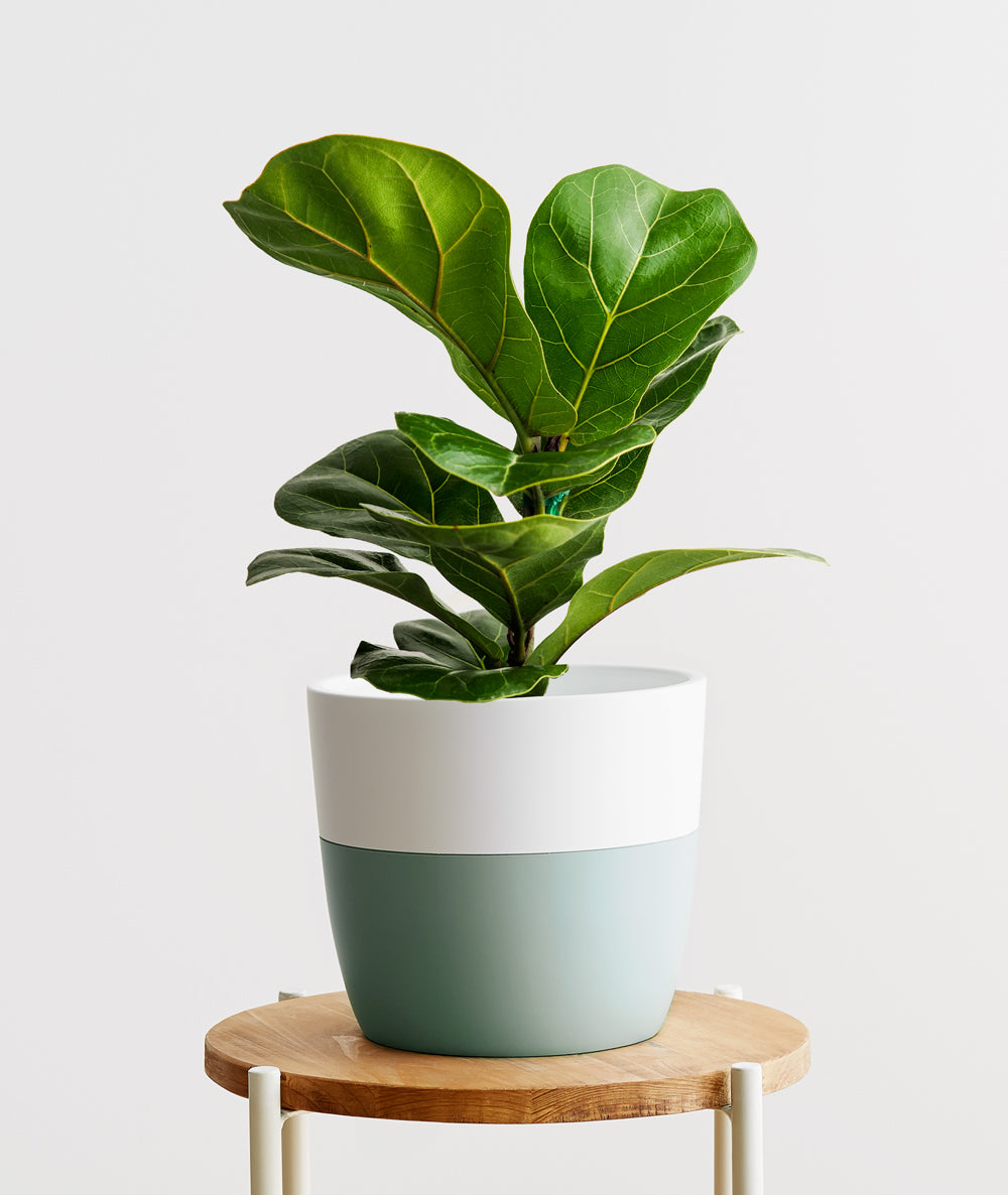 Fiddle-Leaf Fig