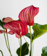 Load image into Gallery viewer, Flamingo Anthurium.