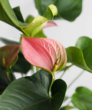 Load image into Gallery viewer, Flamingo Anthurium